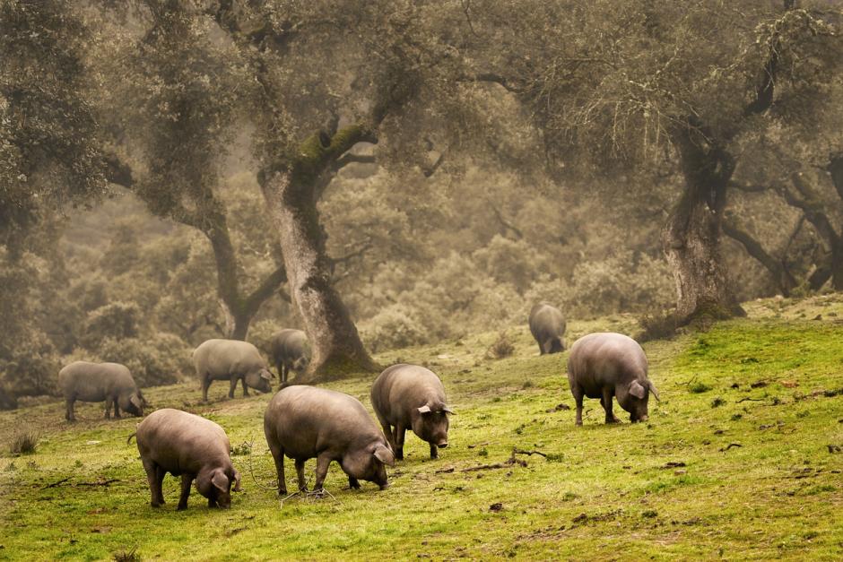 Cerdos ibéricos en la dehesa