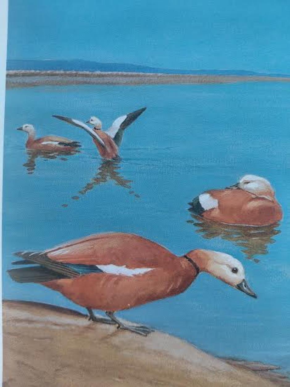 Babancos en la Marisma. Gouache sobre papel, de William H. Riddell (1880 - 1946).