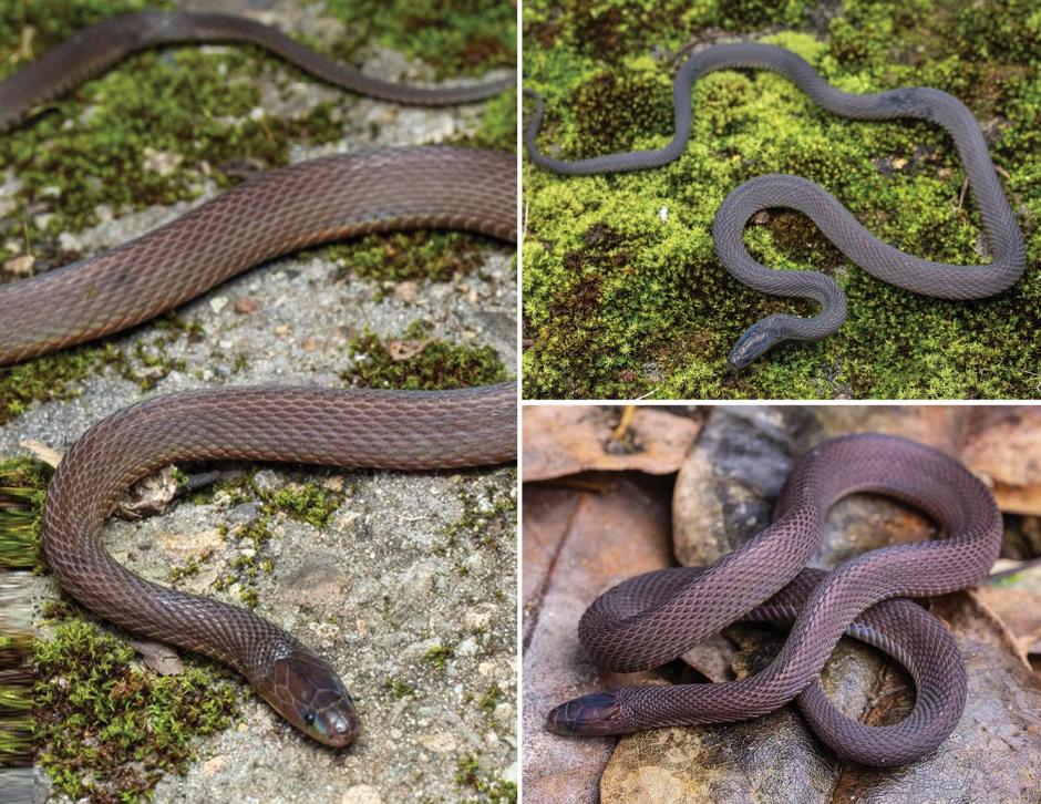 Serpiente de la especie 'Achalinus mirabilis'