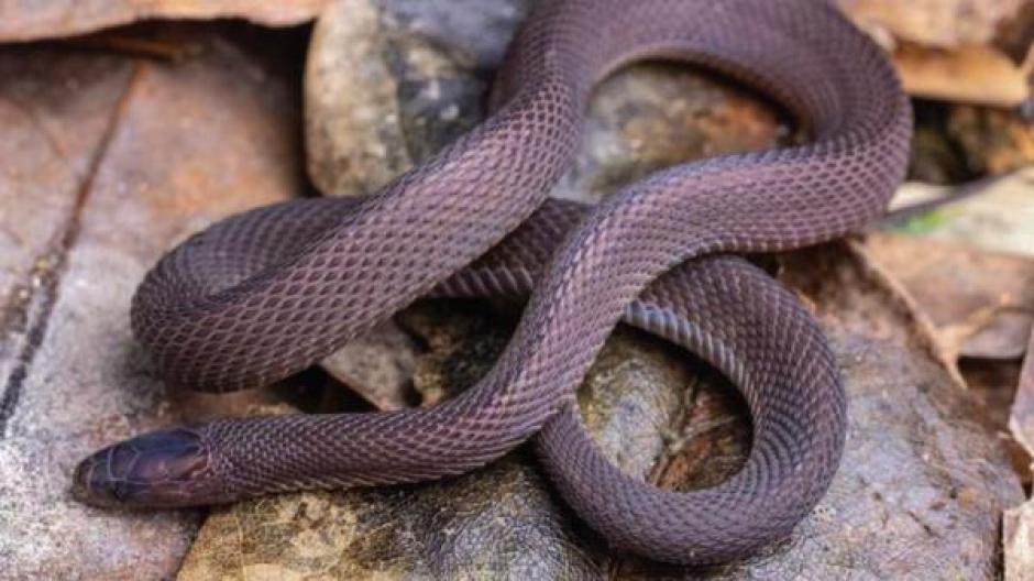 Serpiente recién descubierta