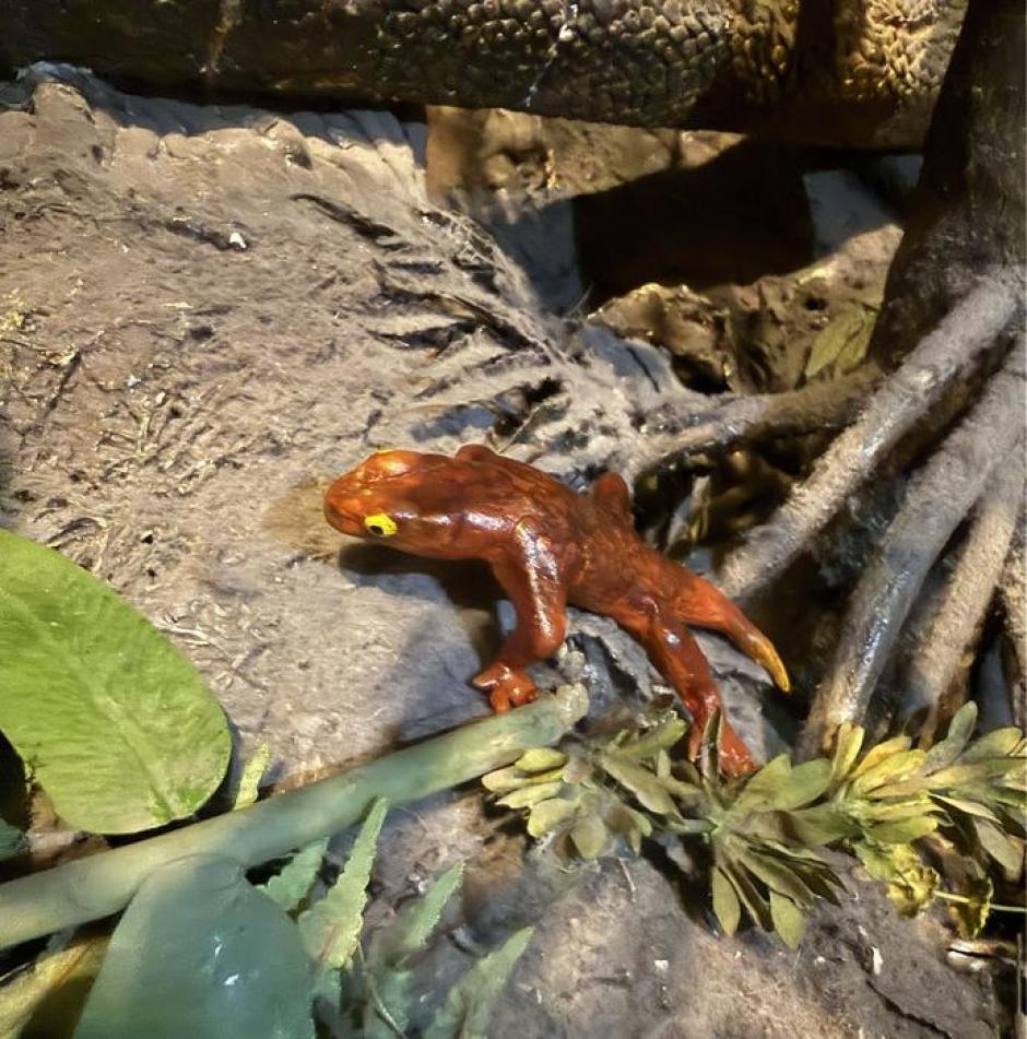 Maqueta de Jeanerpeton en el suelo del bosque carbonífero de la exposición "Planeta en evolución" del Field Museum