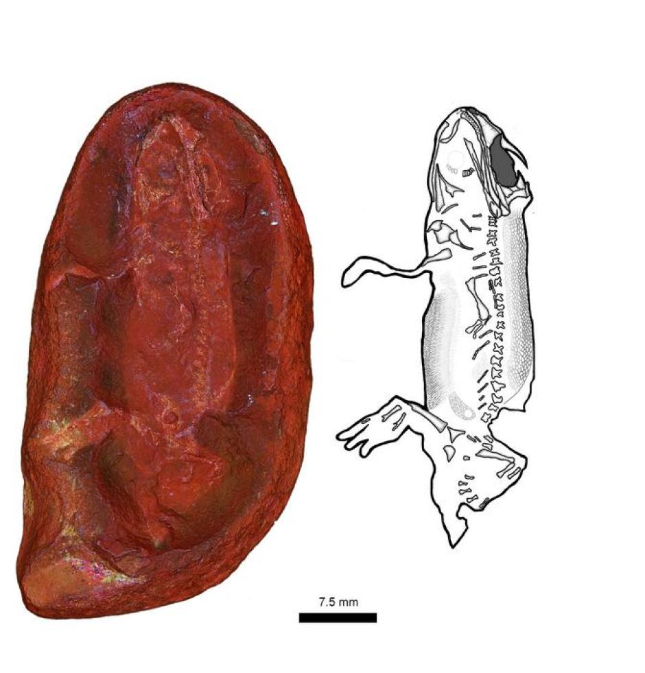 Fotografía e ilustración del fósil de Jeanerpeton mazonensis