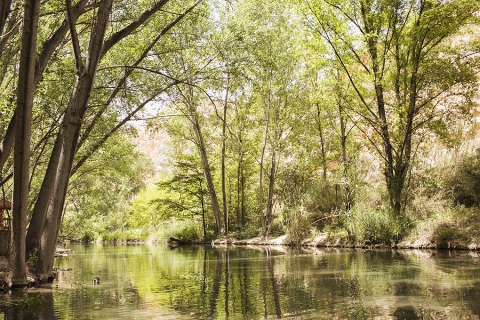 Bonita imagen de la vegetación de ribera del río Buñol
