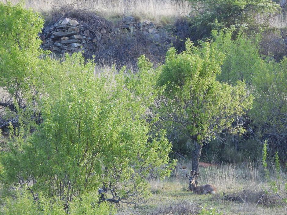 Corzo en el campo