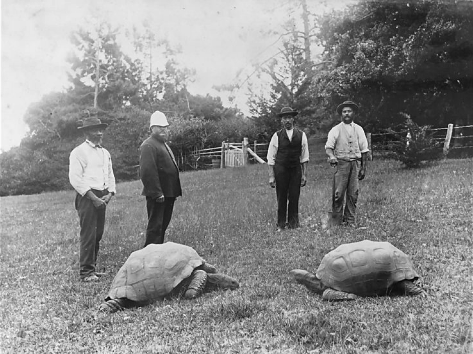 Jonathan (izquierda) con otra tortuga gigante (año 1882)