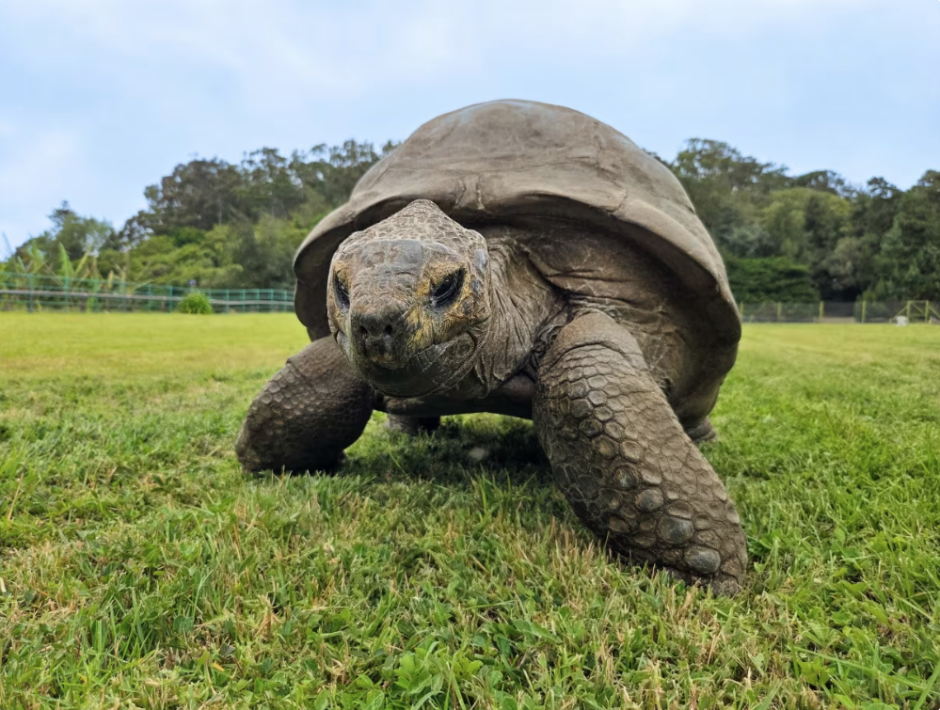Jonathan, la tortuga gigante de 194 años de edad
