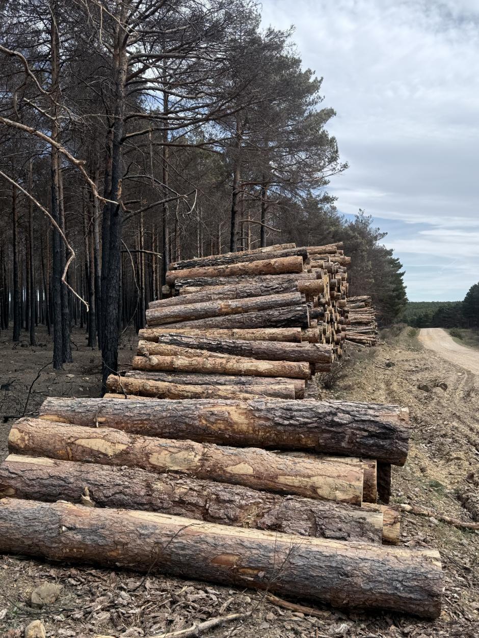 Retirada de pinos quemados en Burgohondo