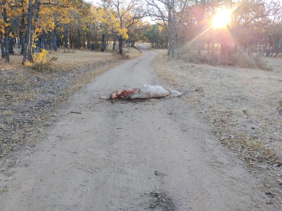 Ataque de lobo a un ternero en San Bartolomé de Pinares (Ávila)