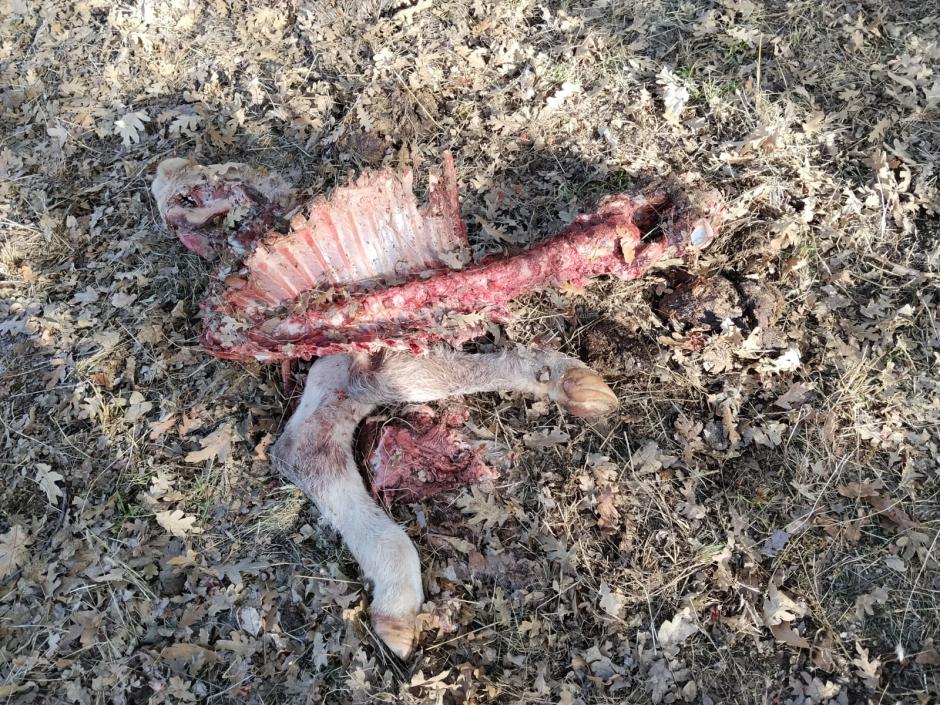 Ataque de lobo en una explotación abulenses