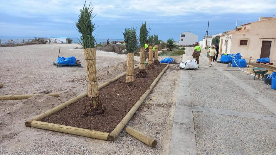 Nuevas palmeras en la isla de Tabarca