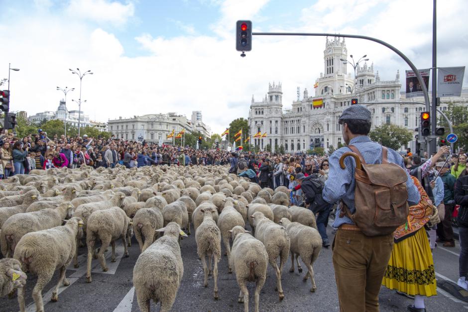Plaza de Cibeles en Madrid con cientos de ovejas y cabras pasando por ella