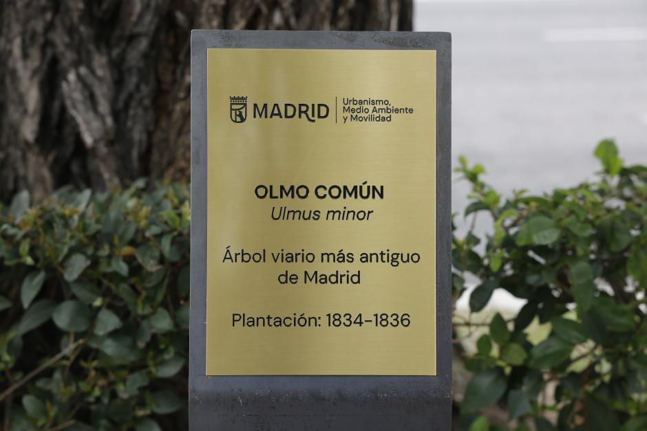 Cartela del árbol viario más antiguo de Madrid
