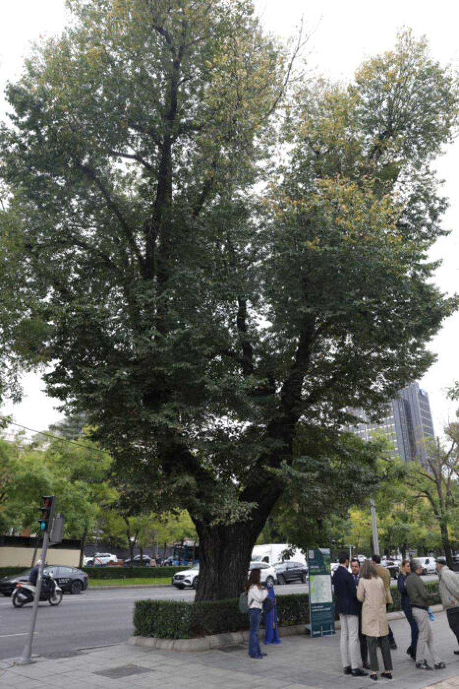 El árbol viario más antiguo de Madrid