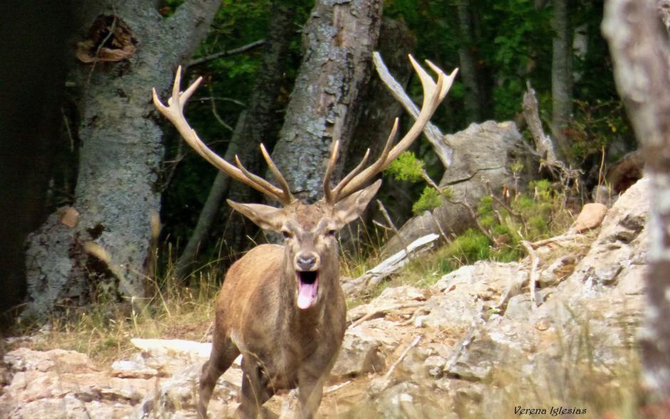 Un ciervo durante la berrea en la Montaña Palentina