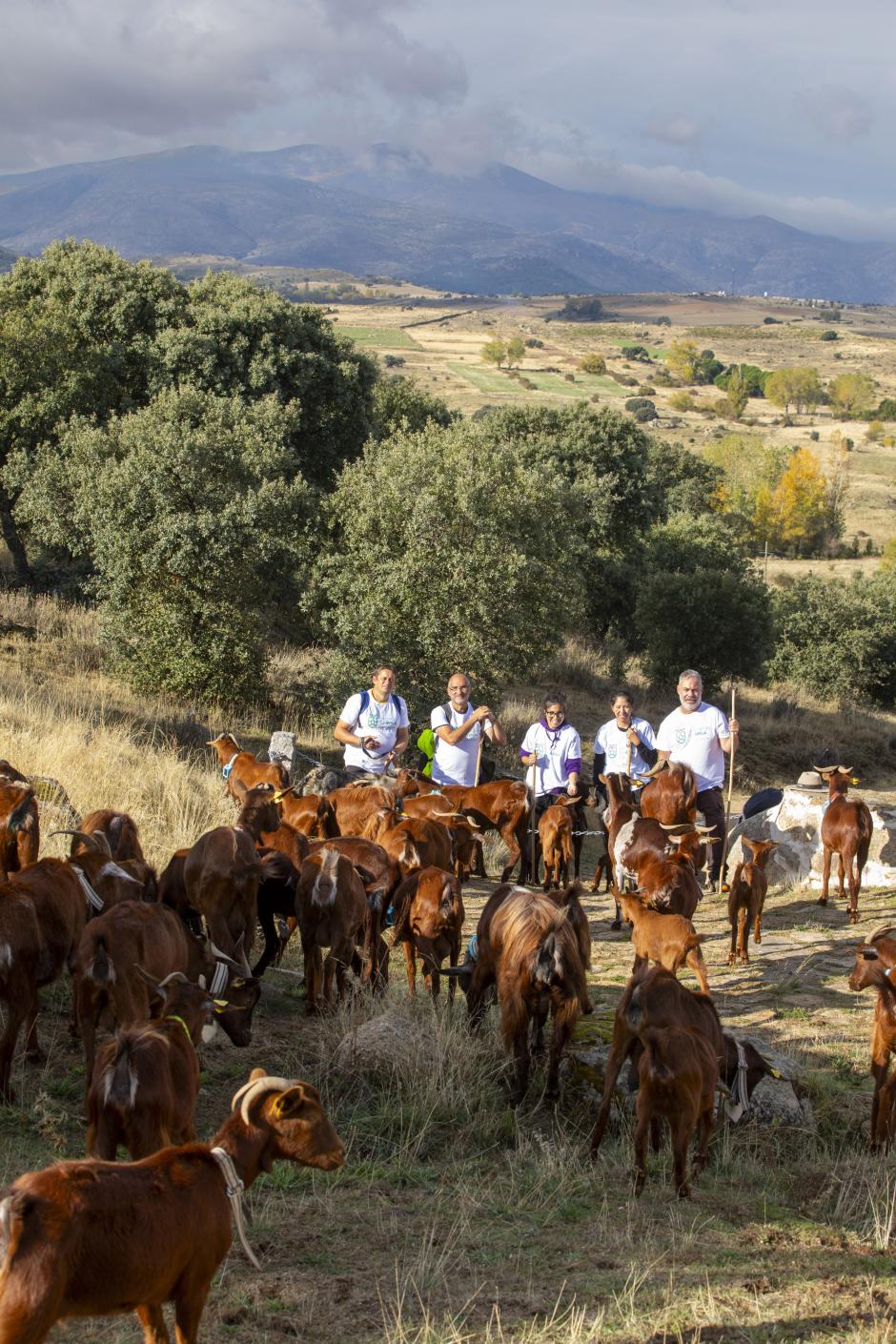 La trashumancia de 48 cabras guisandesas desde Bohoyo (Ávila) a Madrid
