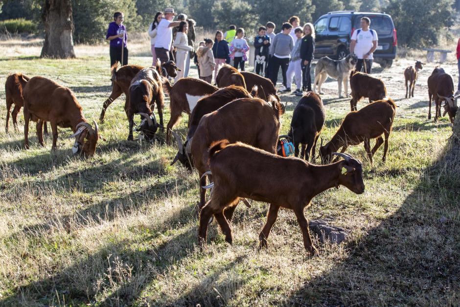 La trashumancia de 48 cabras guisandesas desde Bohoyo (Ávila) a Madrid