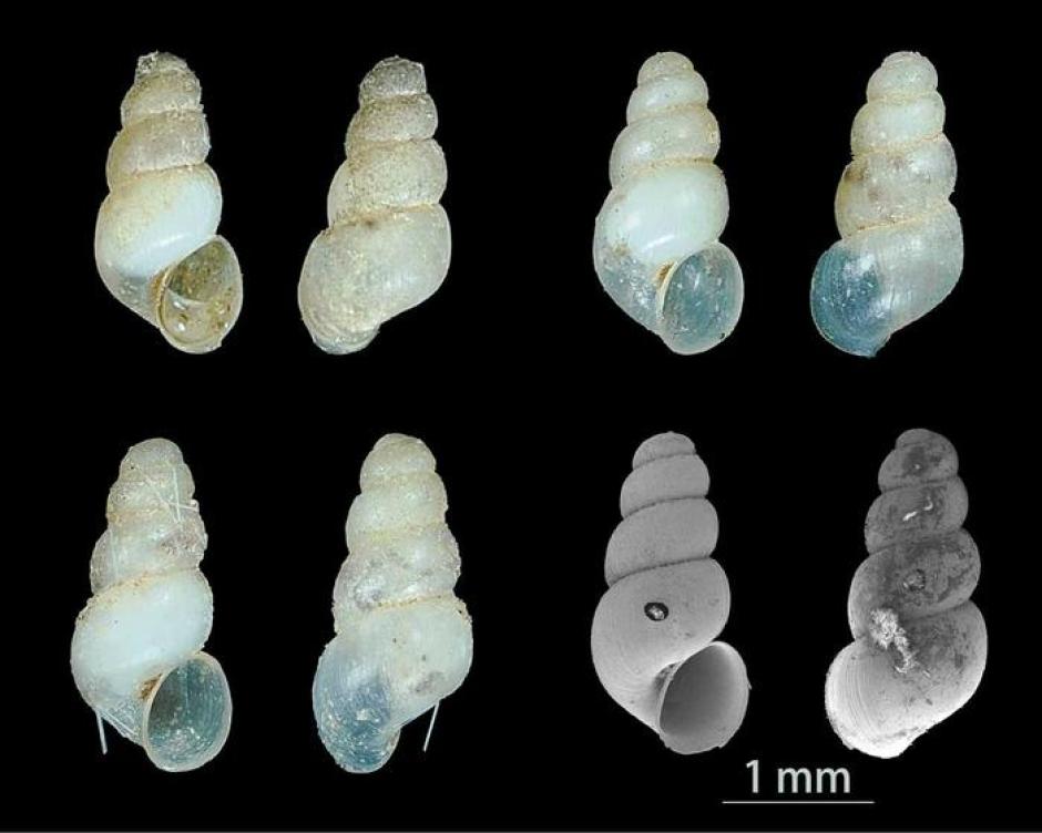 Caracol de agua dulce de la especie Erhaia  dijiang