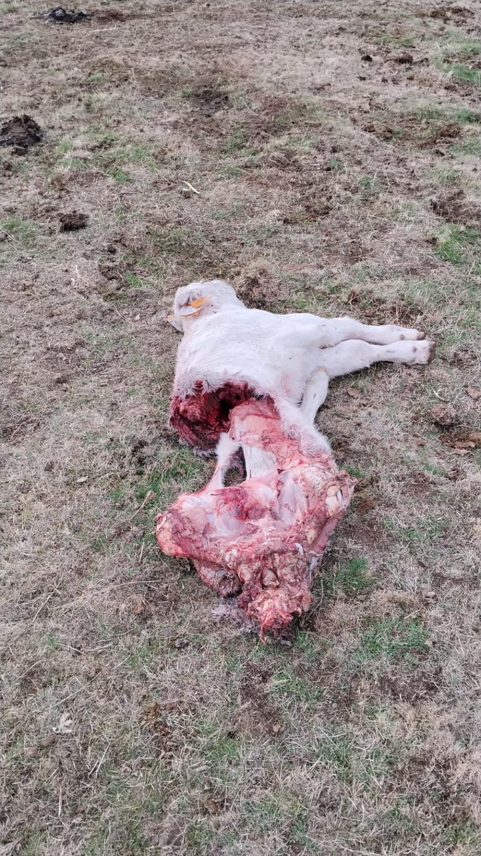 Otro animal muerto por ataque de lobos en Ávila