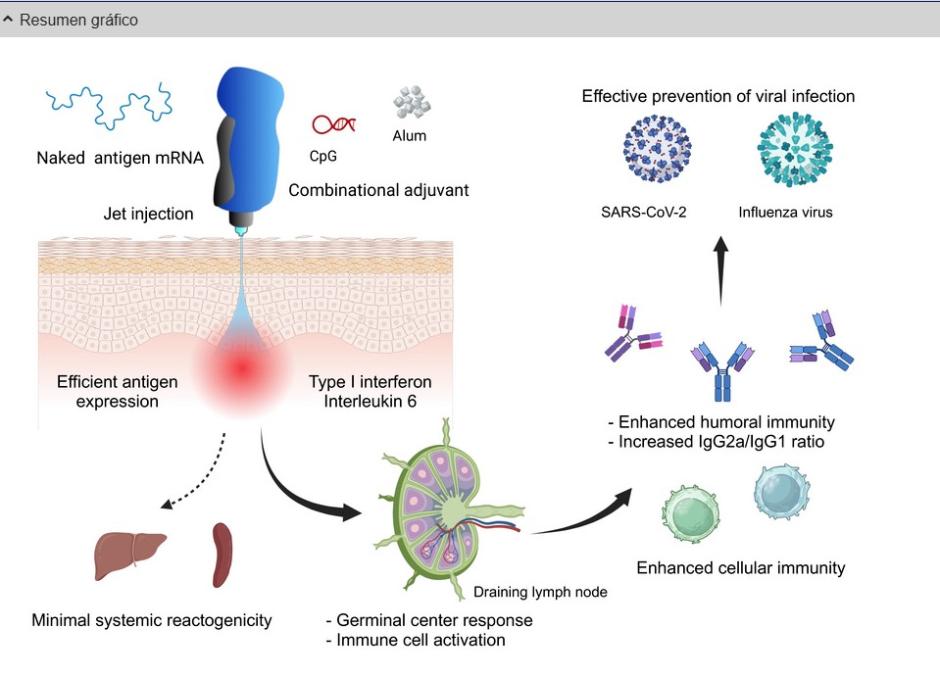 Una nueva vacuna sin agujas logra proteger a ratones frente a dos virus respiratorios
