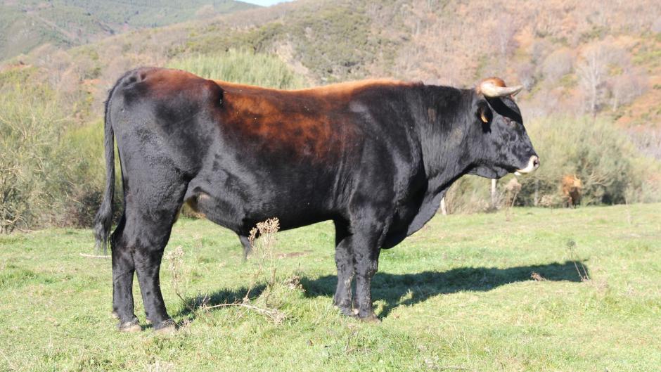 Un ejemplar de vaca Mantequera Leonesa
