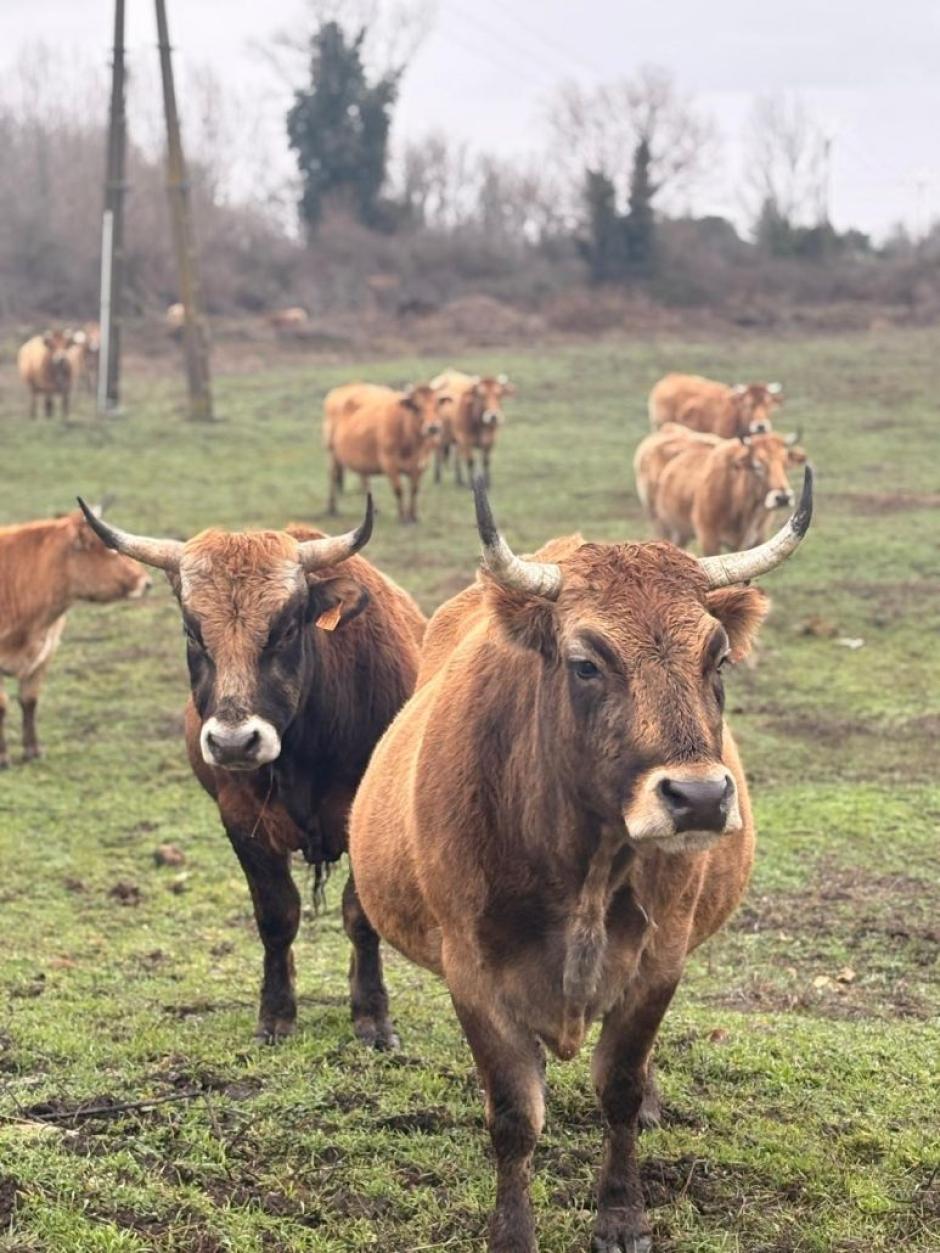 Varios ejemplares de vaca Mantequera Leonesa en el campo