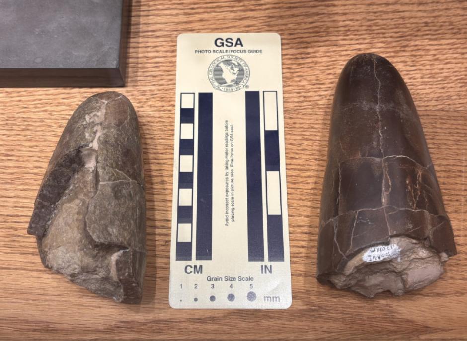 Fósiles de Wyoteuthis linsterorum