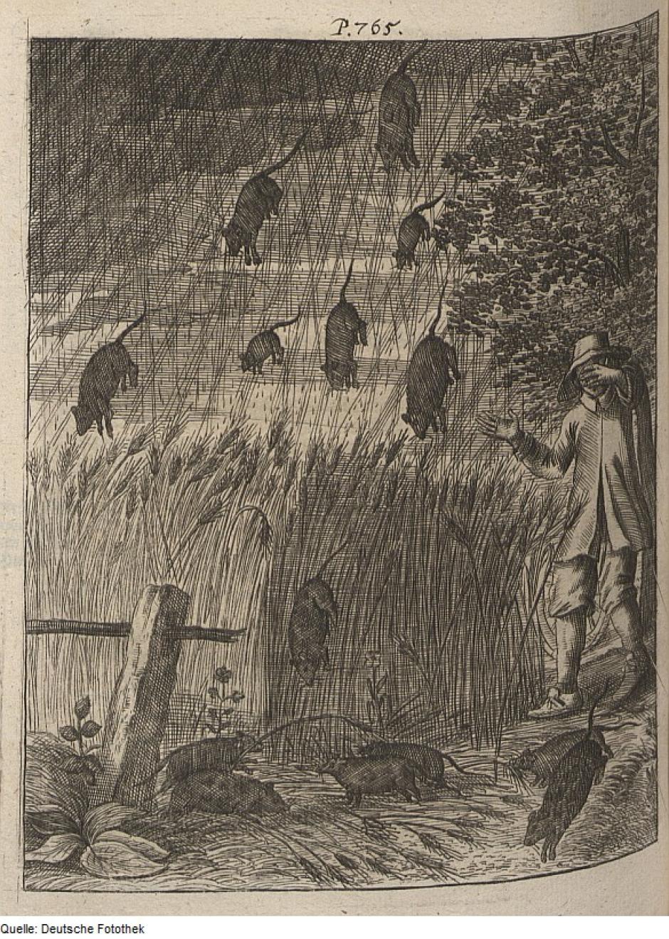 "Lluvia de ratas", grabado de Erasmus Francisci de 1680