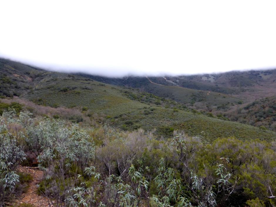 Campo