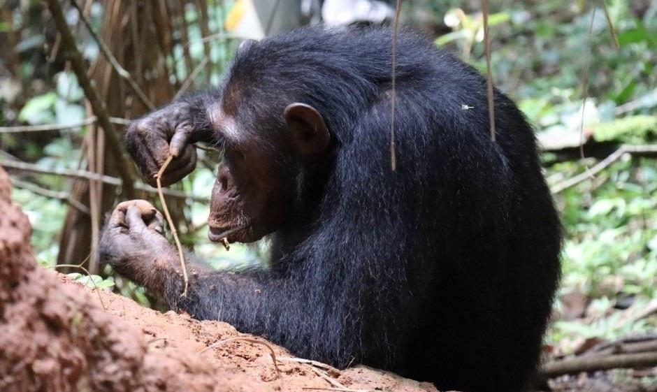 Imagen de archivo de un chimpancé buscando termitas en una planta