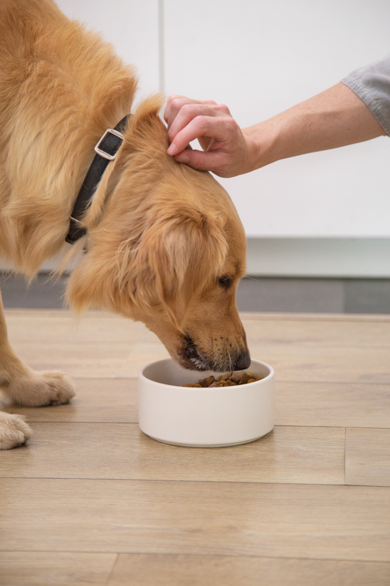 El Fenómeno De La Comida Personalizada Para Perros: ¿cómo Nace Y Por 