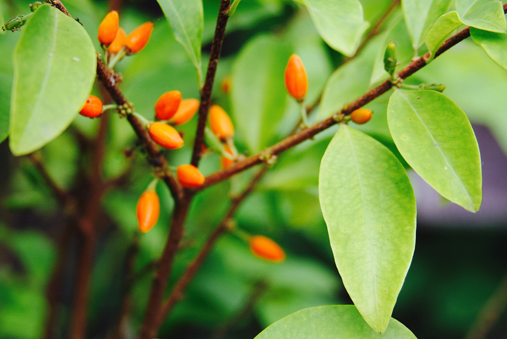 Los científicos no son capaces de distinguir las plantas de coca ...