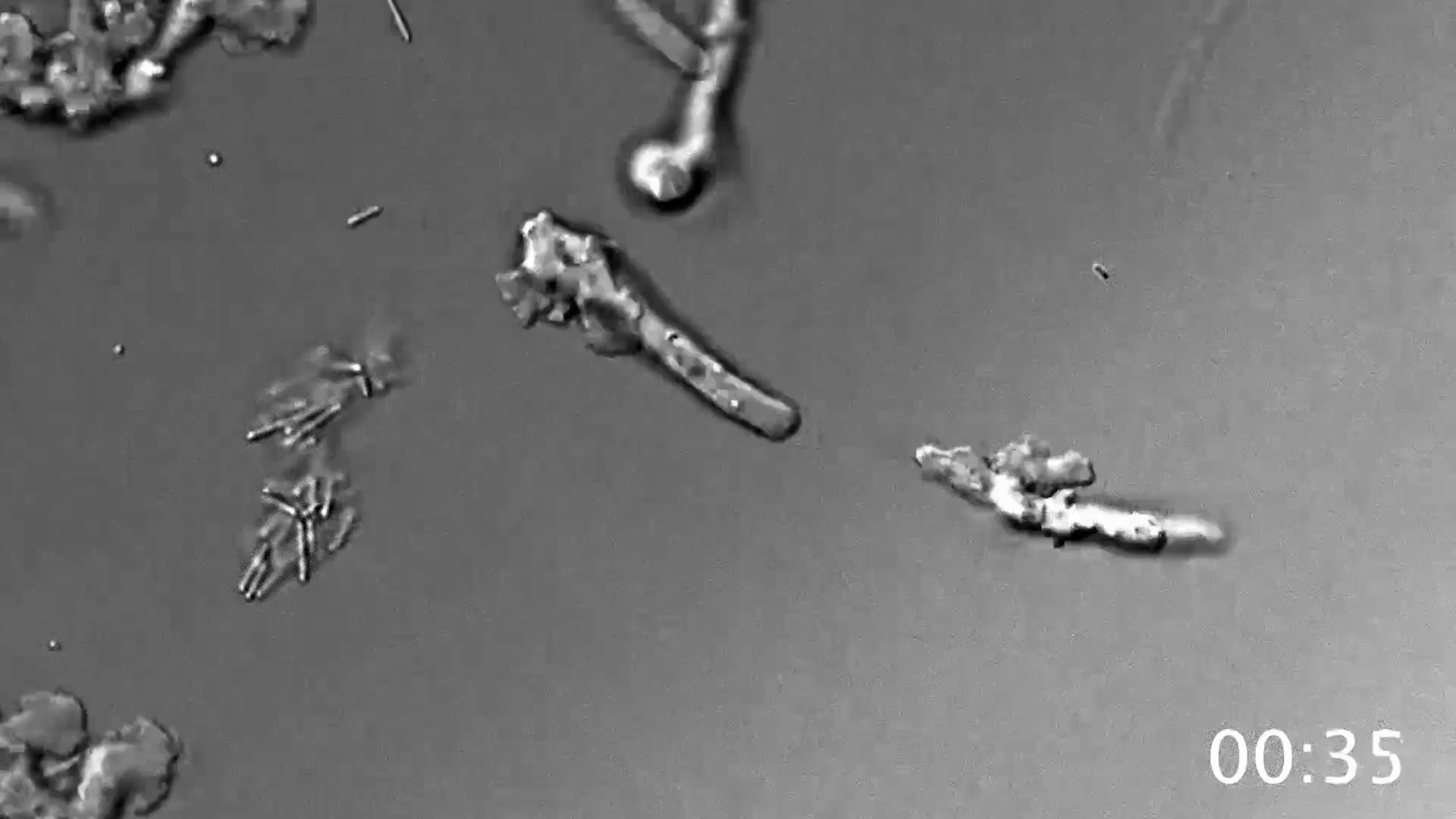 La NASA descubre una «ameba de fuego» que vive a 64 grados y desafía ...